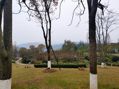 -铁山坪森林公园