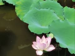 -荔湾湖公园