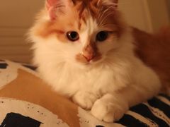 -美联众合宠物医院·爱萌分院·内外科·猫科中心