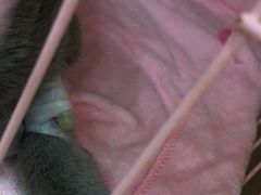 -瑞鹏宠物医院·骨科·猫科·内科(第一中心)