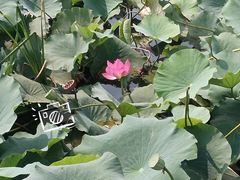 -羊亭河湿地公园