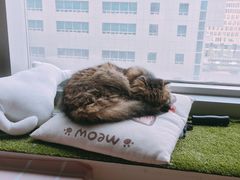 -Cappucimeow猫咪咖啡馆(韦伯时代店)