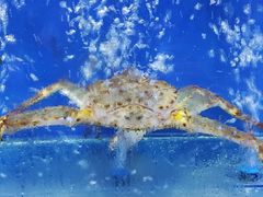 -侨美·唐荔园·40年地道粤菜