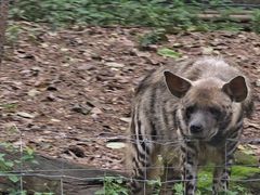-清迈夜间动物园