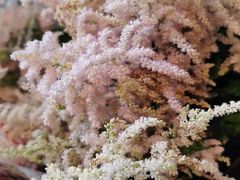 -三圣花乡旅游区