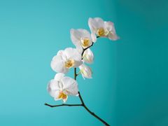 -臻江南影院式足道(雅安店)