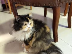 -70cat德文卷毛猫·缅因猫纯种猫舍