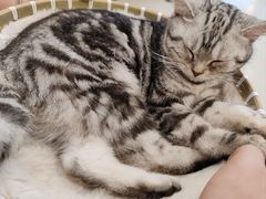 -共舞时光猫咖·狗咖(新街口店)