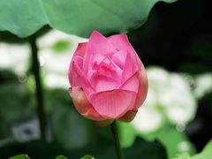 -荔湾湖公园