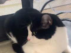 -格蕾宠物医院24H·猫科·肿瘤科·骨科中心(福州总院)