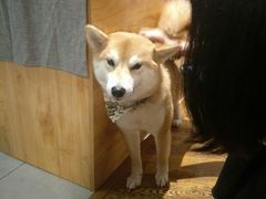 -柴务处·柴犬主题狗咖