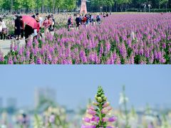 -顺峰山公园