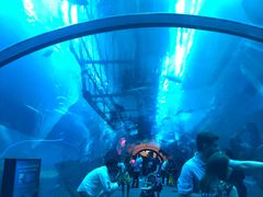 -迪拜水族馆及水下动物园
