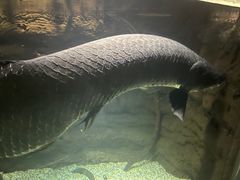 -大阪海游馆