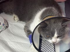 -严国平动物医院(德政总院)