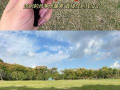 -顾村公园