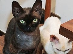 -楼上猫咖(罗湖店)