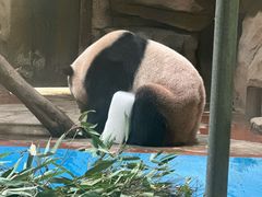 -成都动物园