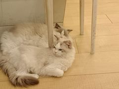 -Let's go狗咖·猫咖·奶狗·桌游(春熙路IFS店)