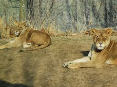 -北京野生动物园