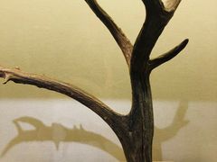 -北京麋鹿生态实验中心