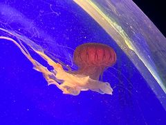 -上海海洋水族馆