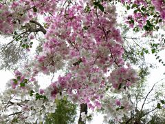 -深圳国际园林花卉博览园