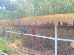 -西霞口神雕山野生动物世界