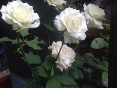 iphone_upload_pic-豆蔻电影主题餐厅(四牌楼店)