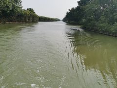 -大湾区中央湿地公园