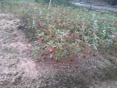 android_upload_pic-广西壮族自治区药用植物园