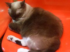 -猫咪博物馆(顶澳仔猫街店)