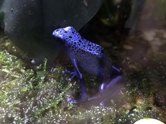 -暹罗海洋世界