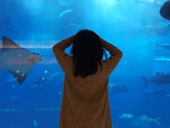 -迪拜水族馆及水下动物园