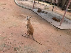 -深圳野生动物园