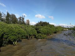 -宝安西湾红树林湿地公园