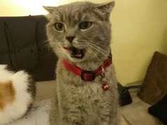 -猫色咖啡·猫咖