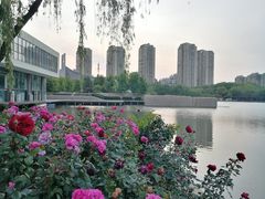 -青枫公园