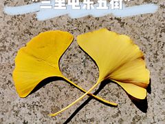 -三里屯东五街银杏大道