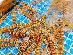 -三亚火车头万人海鲜广场