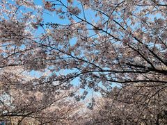 -高东镇樱花园