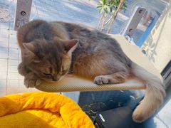 -琪喵猫屋·撸猫猫咖·猫舍