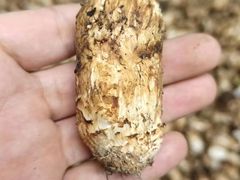 -三锅莊·牦牛肉火锅·香格里拉特色藏餐宴请餐厅(菱角塘路店)