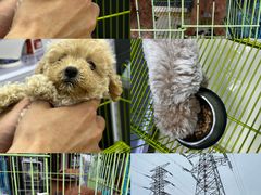 -中环花鸟鱼虫市场