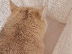 -瑞派福兴宠物医院犬猫全科·骨科·中西医结合(河东店)