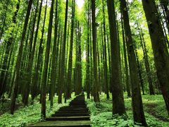 -武陵山森林公园