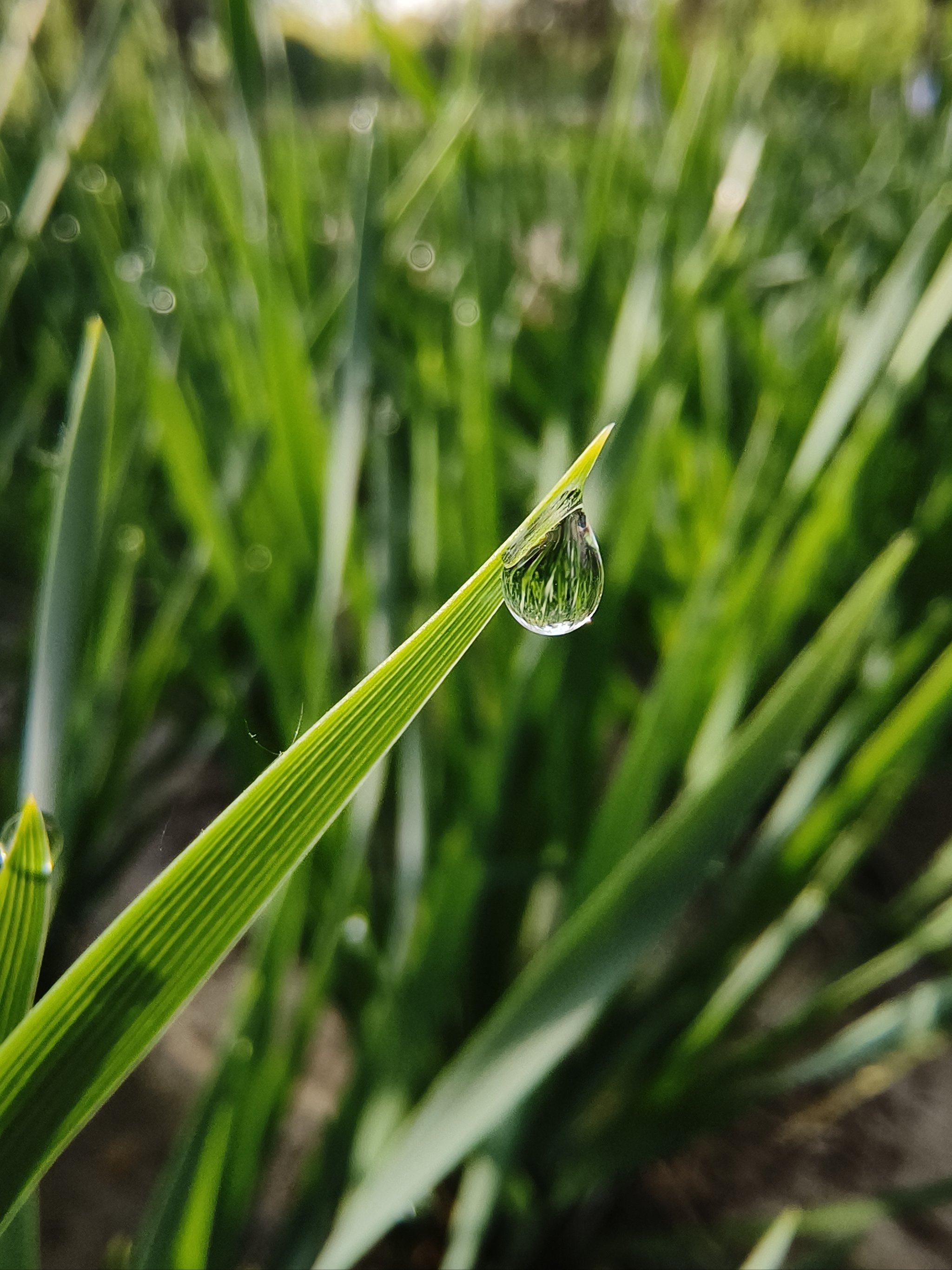 露水