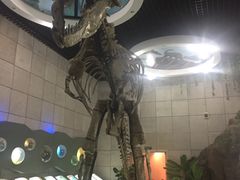 -诸城市恐龙博物馆