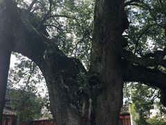 -新安江山水画廊风景区