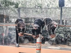 -清迈夜间动物园